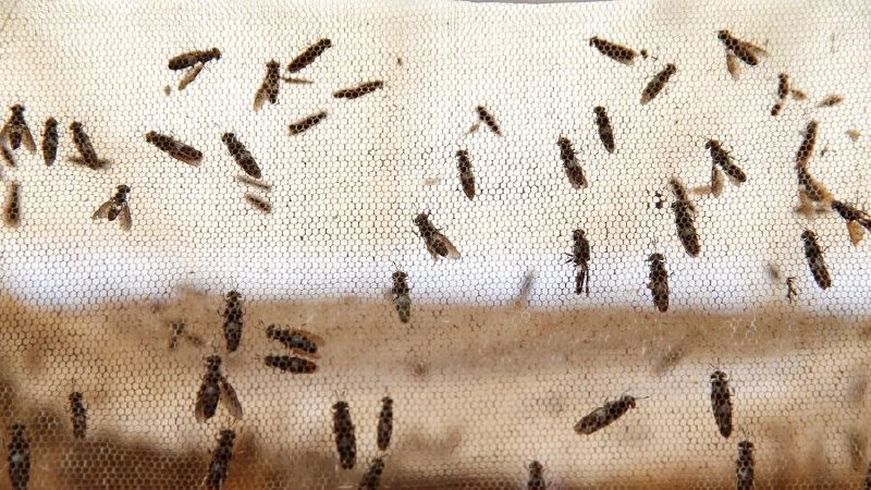 ️ پرورش حشرات اصلاح نژادی برا