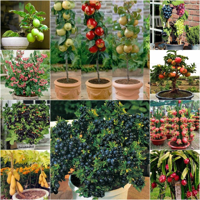 فروش انواع نهال گلدانی میوه