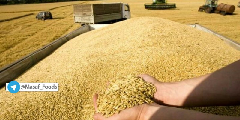 کشاورزان به هیچ عنوان گندم را با خاک قاطی نمی‌کنند
